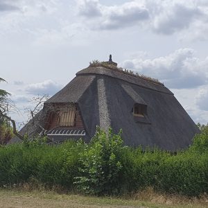 Couverture en chaume et faîtage végétalisé en iris