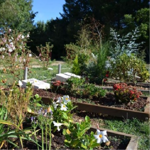 Funérailles écologiques